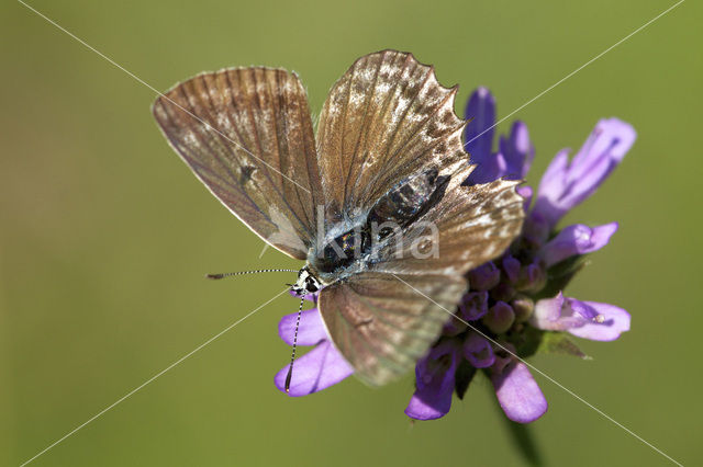 Polyommatus daphnis