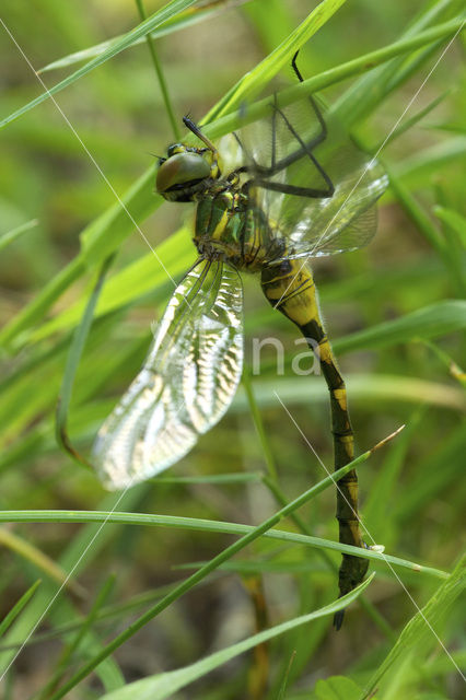 Gevlekte glanslibel (Somatochlora flavomaculata)