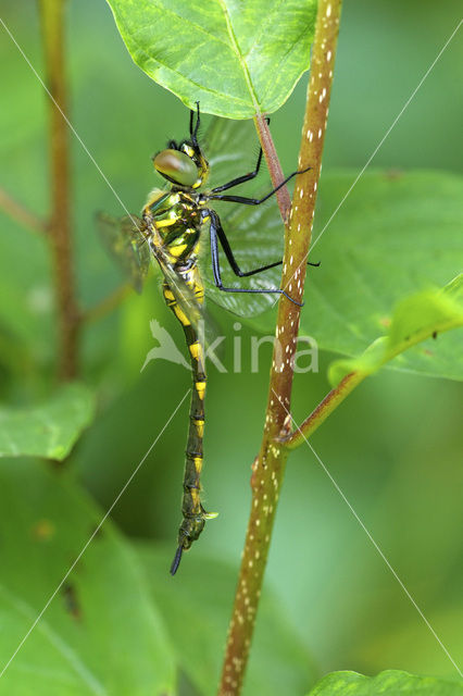 Gevlekte glanslibel (Somatochlora flavomaculata)