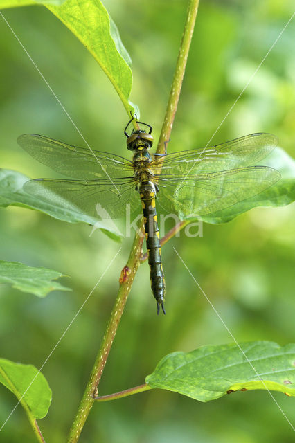 Gevlekte glanslibel (Somatochlora flavomaculata)