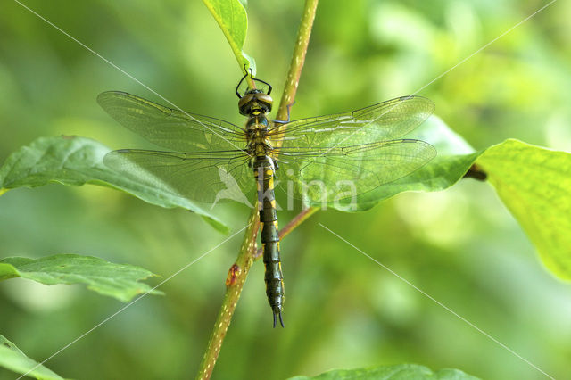 Gevlekte glanslibel (Somatochlora flavomaculata)