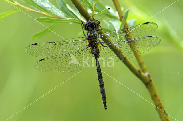 Yellow-spotted Dragonfly (Somatochlora flavomaculata)