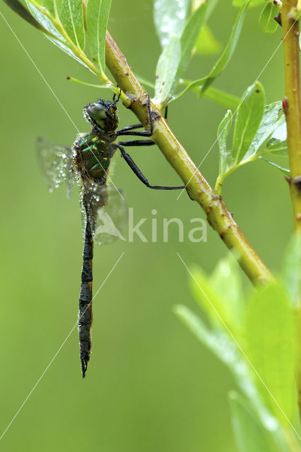 Gevlekte glanslibel (Somatochlora flavomaculata)