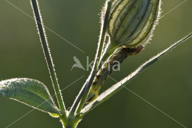The Campion (Hadena rivularis)