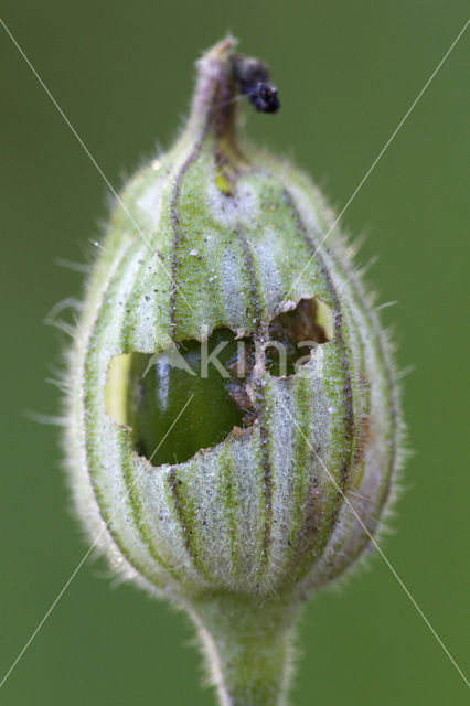 Gevorkte silene-uil (Hadena rivularis)