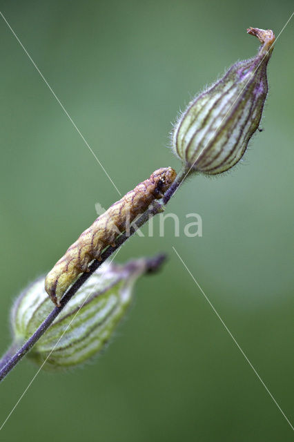 The Campion (Hadena rivularis)