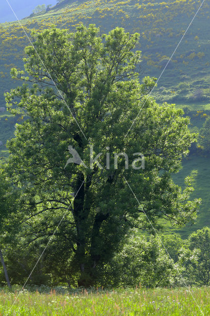 Gewone es (Fraxinus excelsior)