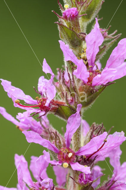 Purple Loosestrife (Lythrum salicaria)