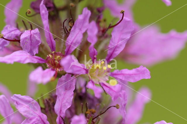 Gewone kattenstaart (Lythrum salicaria)