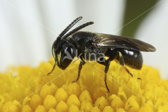 White-faced Bee (Hylaeus communis)