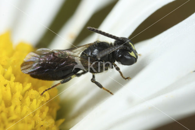 White-faced Bee (Hylaeus communis)