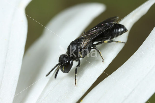 White-faced Bee (Hylaeus communis)