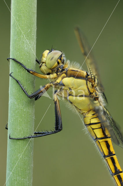 Black-tailed Skimmer (Orthetrum cancellatum)