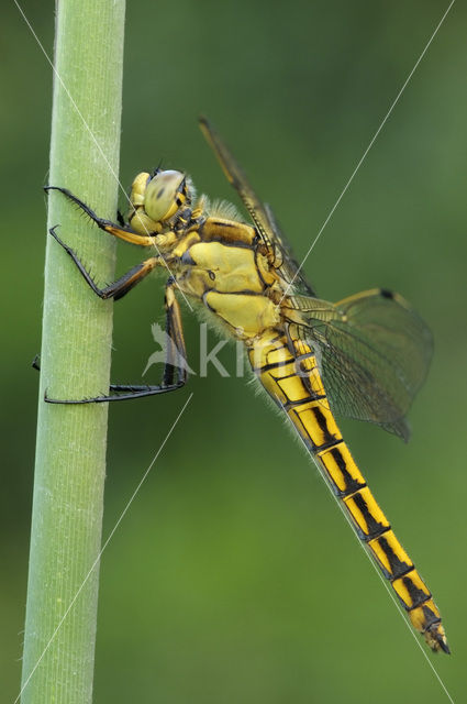 Black-tailed Skimmer (Orthetrum cancellatum)