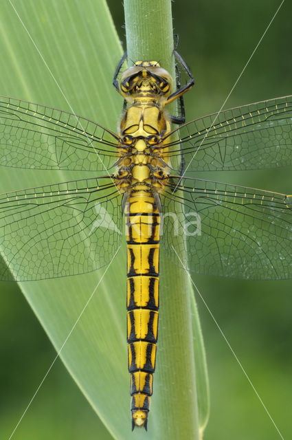 Black-tailed Skimmer (Orthetrum cancellatum)