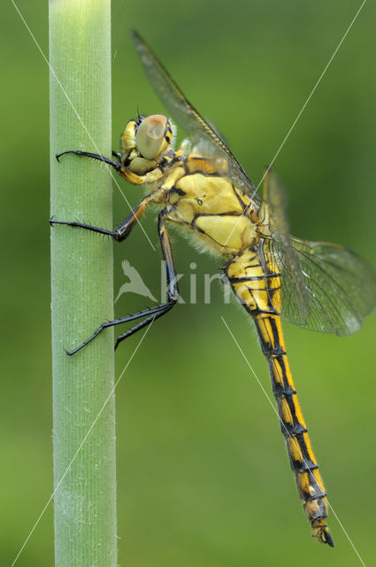 Gewone oeverlibel (Orthetrum cancellatum)