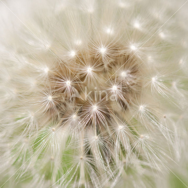 Common Dandelion (Taraxacum officinale)