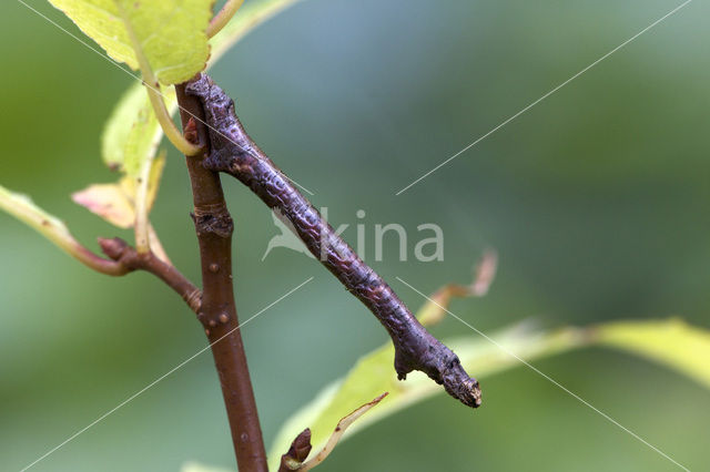 Gewone Spikkelspanner (Ectropis crepuscularia)