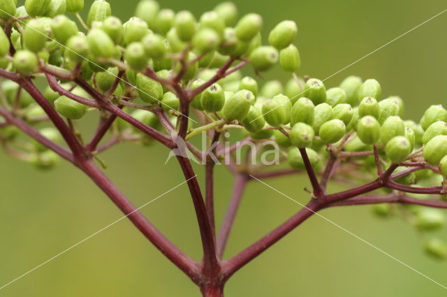 Gewone vlier (Sambucus nigra)