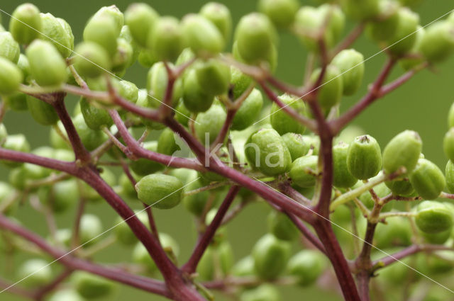 Gewone vlier (Sambucus nigra)