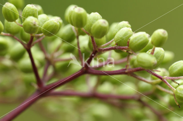 Gewone vlier (Sambucus nigra)