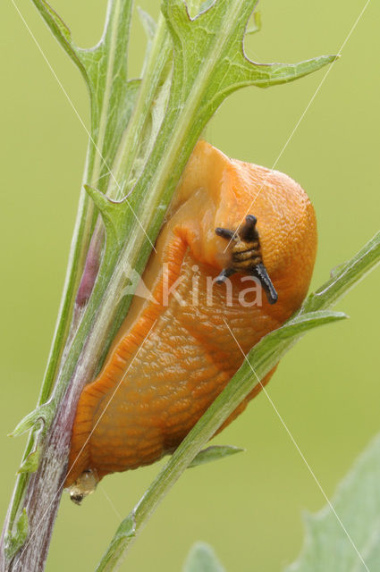 Red Slug (Arion ater rufus)