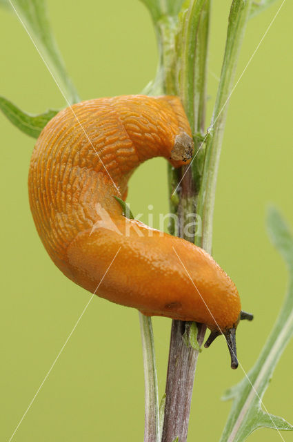 Red Slug (Arion ater rufus)