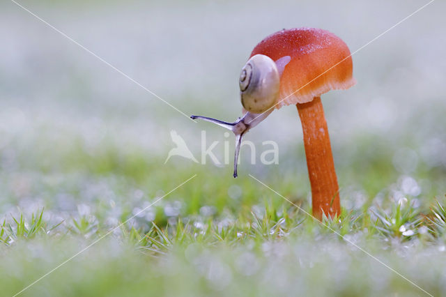 Vermilion Waxcap (Hygrocybe miniata)