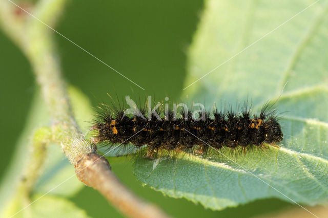 Glad beertje (Eilema griseola)