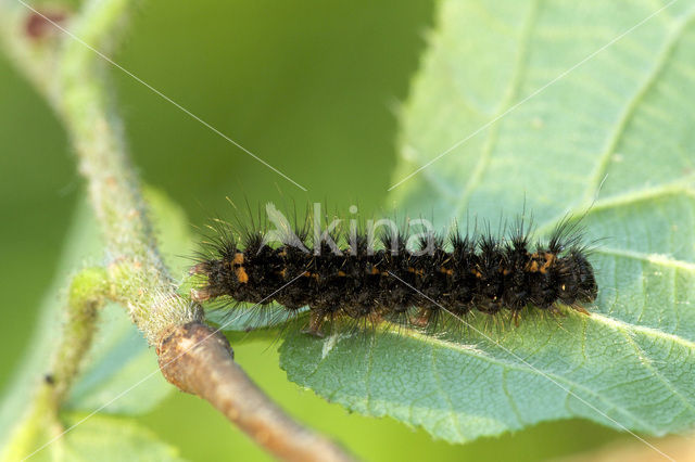 Glad beertje (Eilema griseola)