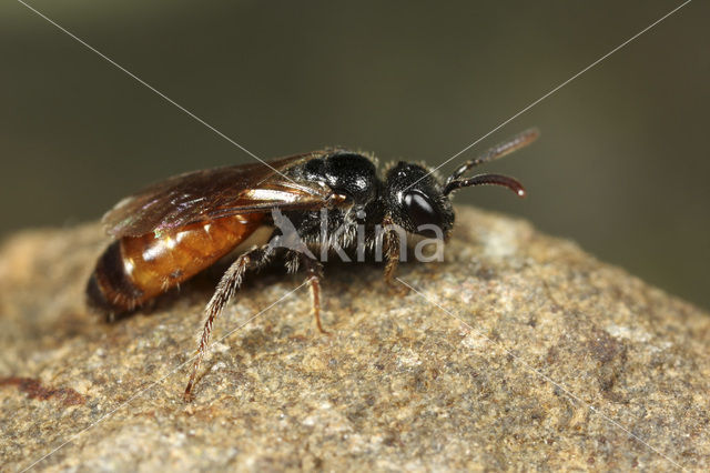 Glanzende dwergbloedbij (Sphecodes geoffrellus)