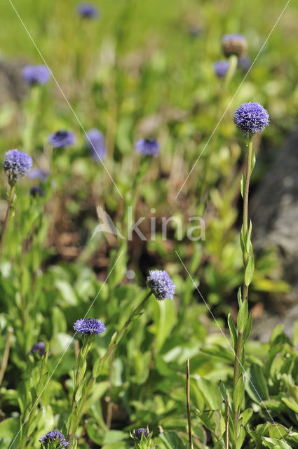 Globe daisy (Globularia meridionalis)