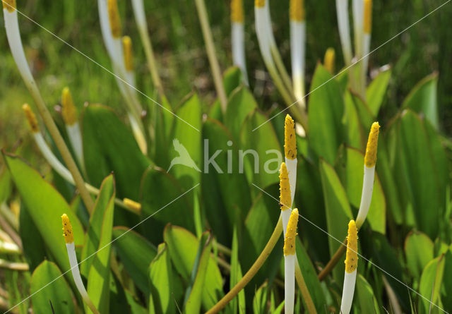 Goldenclub (Orontium aquaticum)