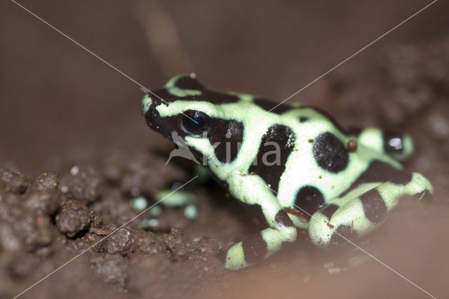 green and black poison frog (Dendrobates auratus)