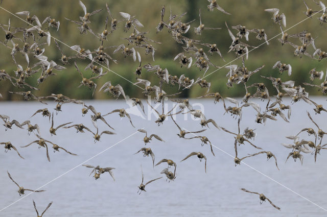 Goudplevier (Pluvialis apricaria)