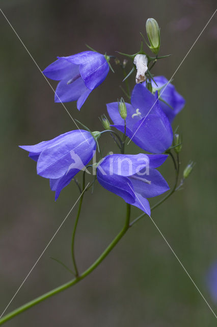 Grasklokje (Campanula rotundifolia)