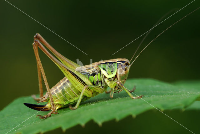 Roesel’s Bush-cricket (Metrioptera roeselii)