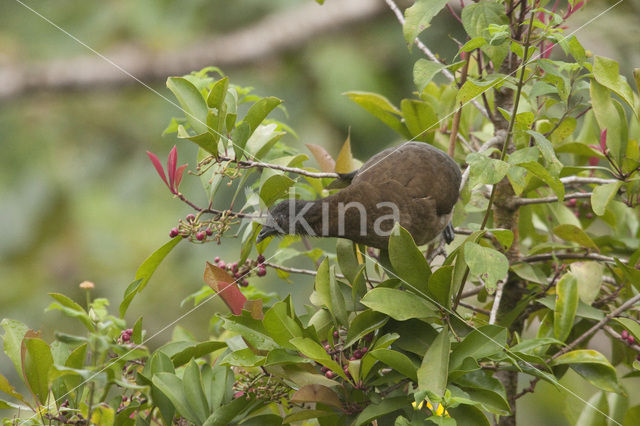 Grey-headed Chachalaca (Ortalis cinereiceps)