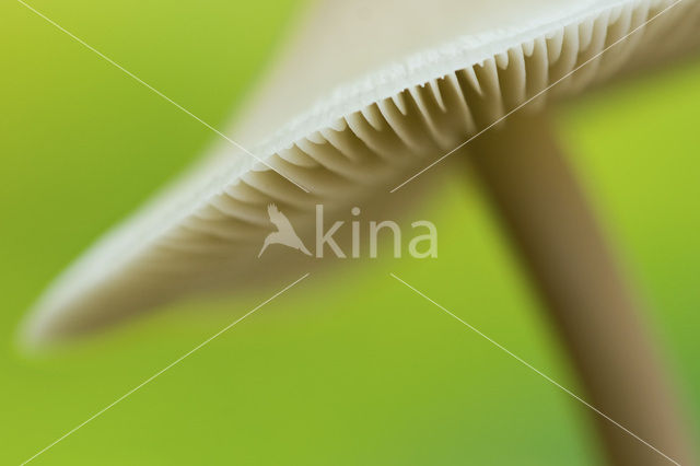 Mealy Bonnet (Mycena cinerella)