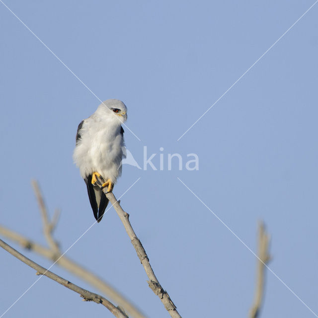 Grijze Wouw (Elanus caeruleus)