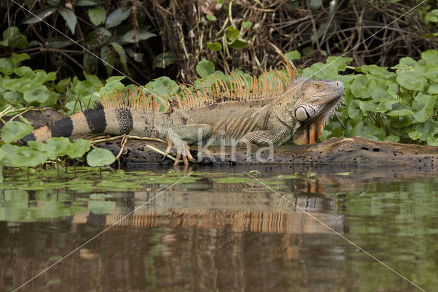 Groene leguaan (Iguana iguana)