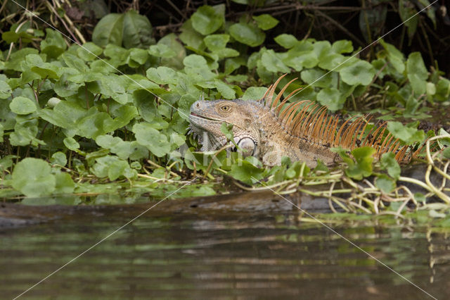 green iguana (Iguana iguana)