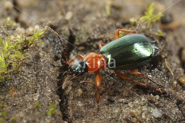 Groene Pronkloopkever (Lebia chlorocephala)