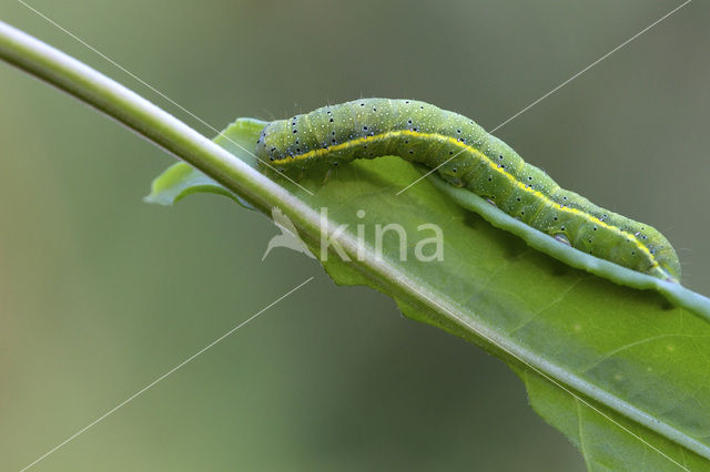 Bright-line Brown-eye (Lacanobia oleracea)