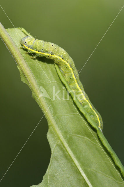 Bright-line Brown-eye (Lacanobia oleracea)