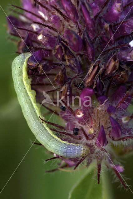 Bright-line Brown-eye (Lacanobia oleracea)