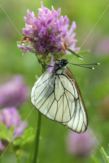 Black-veined White (Aporia crataegi)