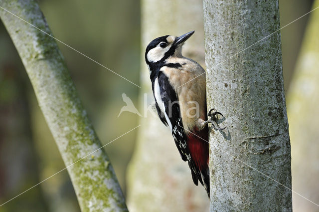 Grote Bonte Specht (Dendrocopos major)