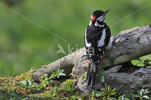 Grote Bonte Specht (Dendrocopos major)