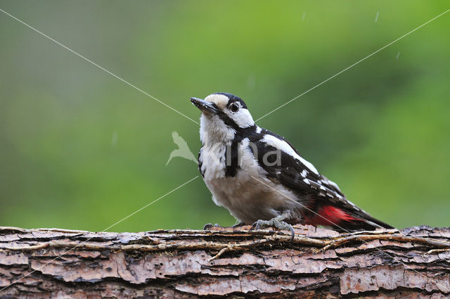 Grote Bonte Specht (Dendrocopos major)